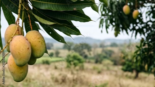 Fresh Organic Mangoes Ripening on a Tree Branch in Tropical Orchard