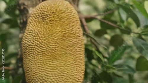 Large Ripe Jackfruit Fruit Hanging From a Tree in Tropical Garden Orchard