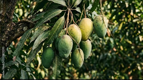 Fresh Organic Mango Fruits Hanging from a Tree in Tropical Orchard