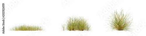 Wild grass set and green field plant isolate on transparent background