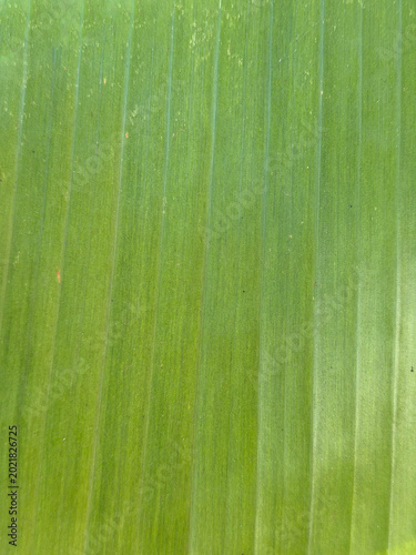 green banana leaf texture background
