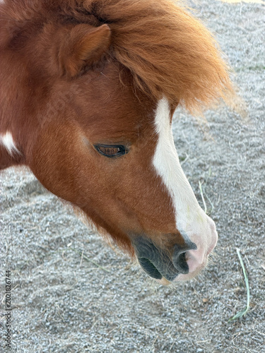 a closeup shot of a cute brown horse