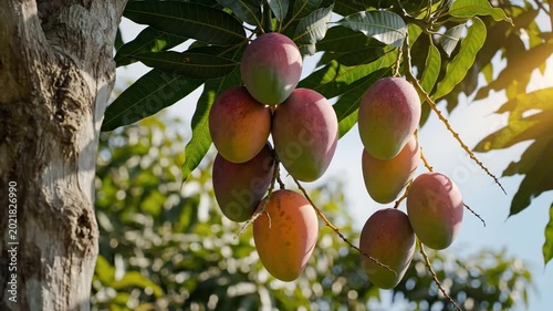 Bunch of Ripe Organic Mangoes Hanging from a Tropical Tree Branch