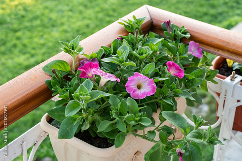 Petunia flowers in garden box on balcony.
