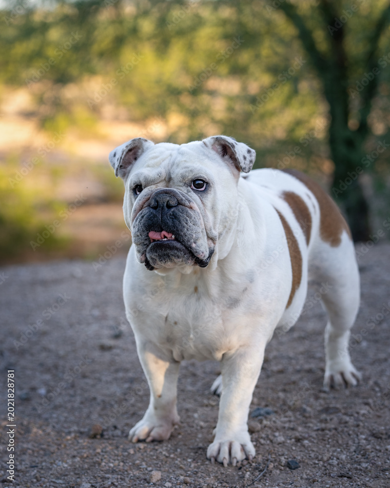 Obraz premium White bulldog posing for a natural light portrait