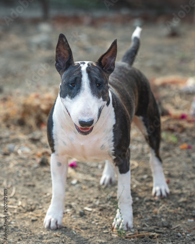 Foto Brindle and white bull terrier in the dirt