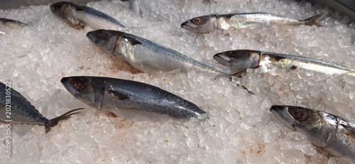 Fish on ice,Mackerel Fish