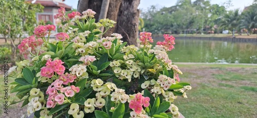 Beautiful red Euphorbia milii in the park