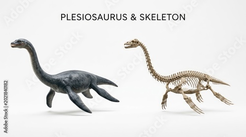 Detailed Plesiosaurus Model and Skeleton Displayed on White Background