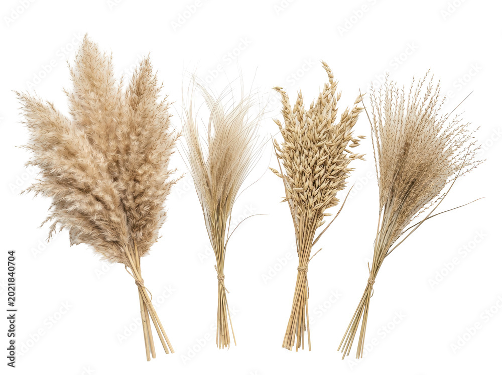 Fototapeta premium A collection of four dried pampas grass bunches, artfully arranged and tied with twine, showcasing earthy tones and a minimalist aesthetic against a clean white background.