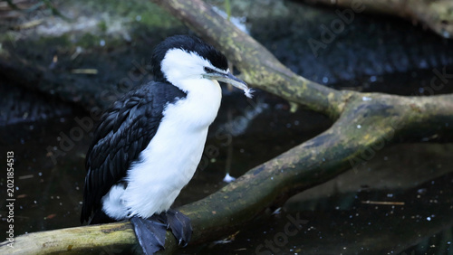 Foto Black-Faced Cormorant Perched on a Branch Over Water in Melbourne