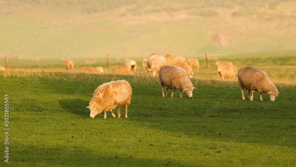 Fototapeta premium Sheep Grazing on a Lush Green Pasture During Golden Hour