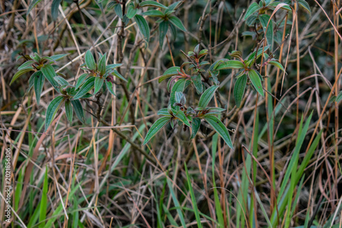 Obraz na płótnie Close-up of wild green foliage and grass growing naturally in a forest environment, highlighting rich textures and natural vegetation details