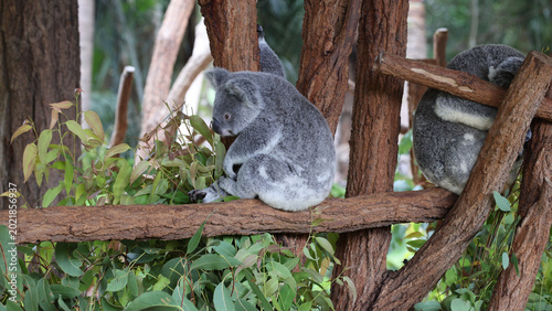 Canvas Print Two Koalas Resting and Sitting on Eucalyptus Tree Branches