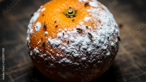 Rotten orange with white mold fungus.