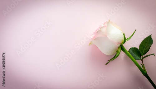 Delicate single blush rose with subtle pink and white petals, elegantly presented on a soft pastel background, symbolizing gentle romance and natural beauty