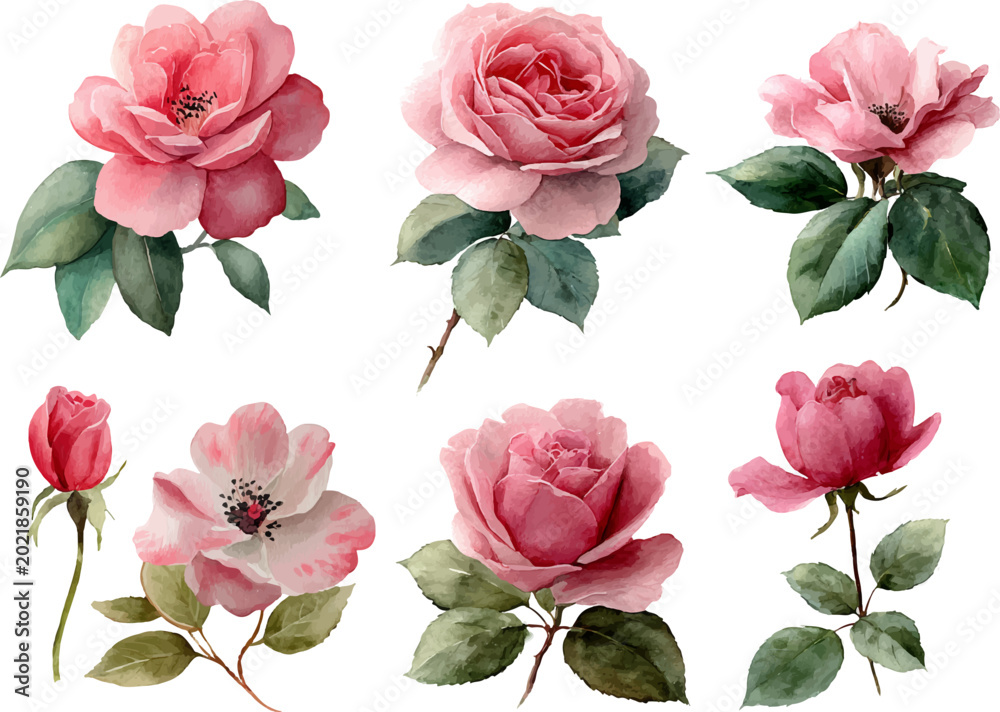 Fototapeta premium pink roses isolated on white