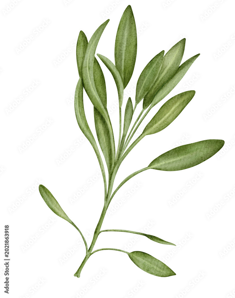 Fototapeta premium Olive branch illustration 