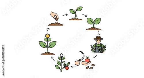 Fotografi Green Plant Growing Cycle Process.