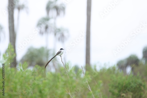 Εκτύπωση καμβά Fork-tailed flycatcher, Tyrannus savana, passerine bird perched on a branch in El Palmar National Park, Entre Rios, Argentina
