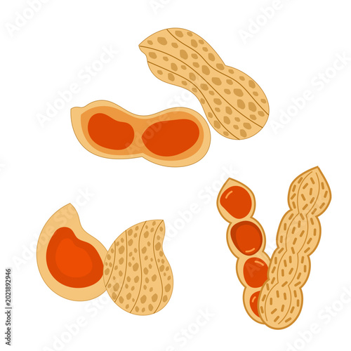 Hand drawn vector illustration featuring assorted ground nut, natural healthy snack elements, isolated minimalist design.