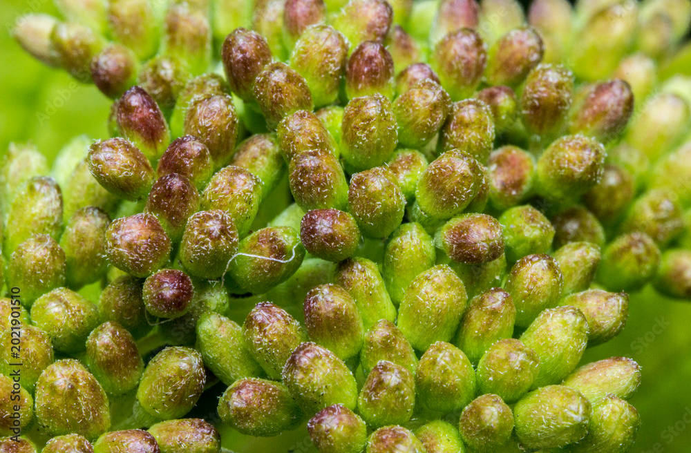 Fototapeta premium inflorescence buds in a very close-up view. future flowers