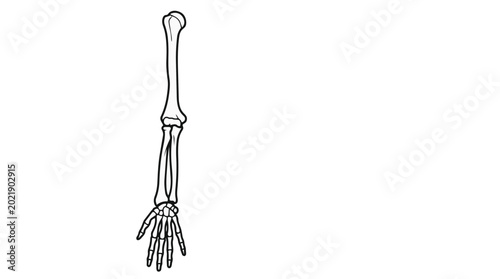 Obraz na płótnie Human arm skeleton vector illustration with detailed bone anatomy outline isolated on gray background, black and white medical line art for education and healthcare design