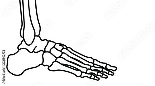 Bild auf Leinwand Human foot skeleton vector illustration showing detailed anatomical bone structure of ankle toes and metatarsals in side view isolated on light background for medical education