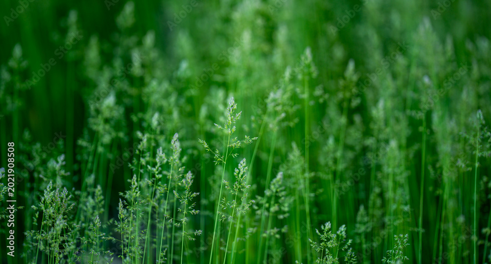 Fototapeta premium Field grass forms natural pattern. Wild field plants create green texture. Field scenery feels peaceful and soft. Field background supports countryside nature.