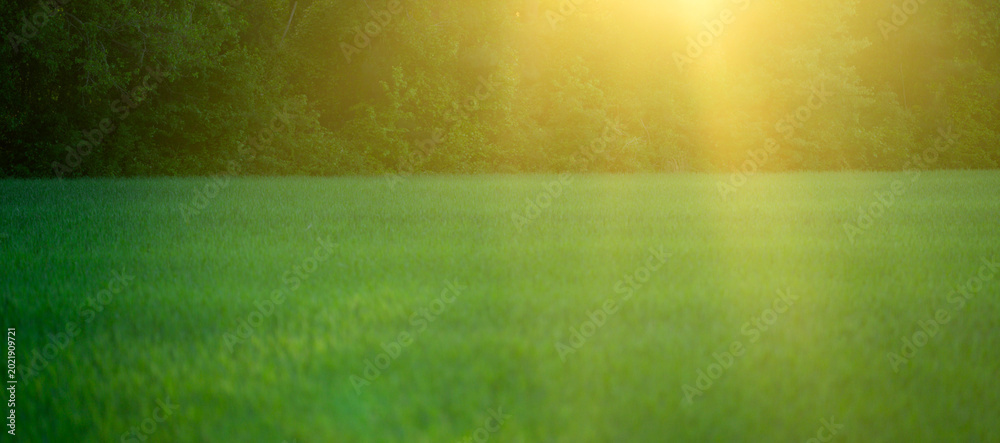Fototapeta premium Field background shows fresh grass. Sunlit field scenery feels calm. Field landscape supports summer outdoors. Green field pattern looks natural.