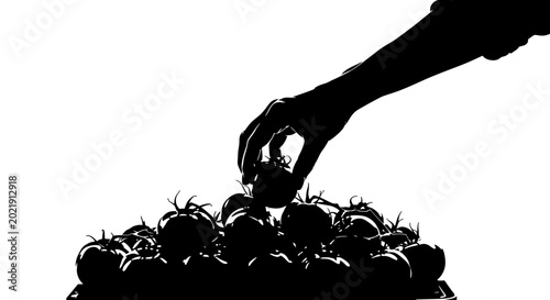 Silhouette of a hand picking a fresh tomato from a pile