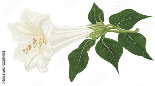 White trumpet-shaped flower with green leaves and stem