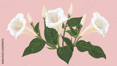 Digital illustration of a flowering plant with white trumpet-shaped flowers on a pink background