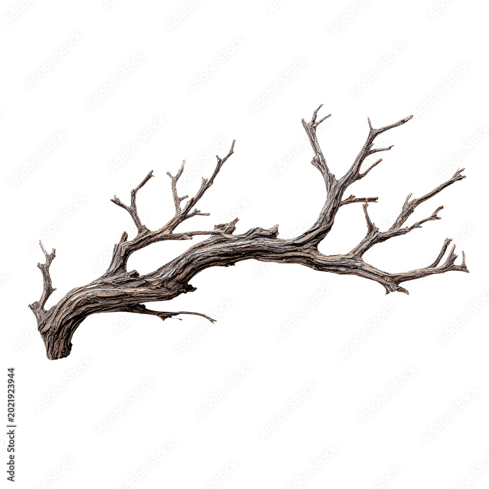 Fototapeta premium Dried tree branch with twisted roots and bare limbs isolated on white background
