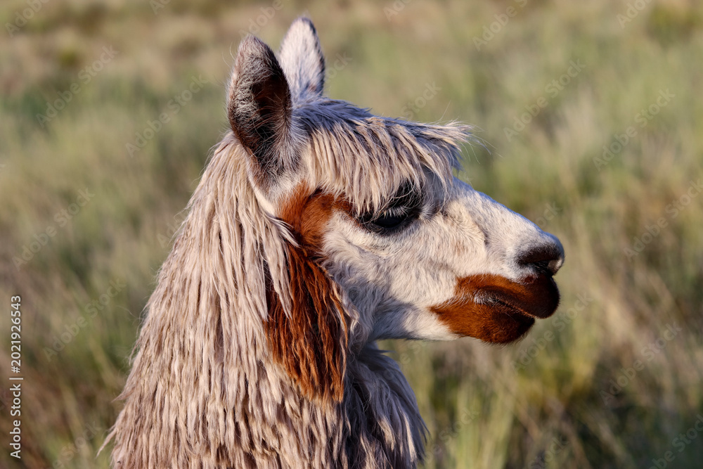 Fototapeta premium Alpaca breeding process for wool production for clothing manufacturing