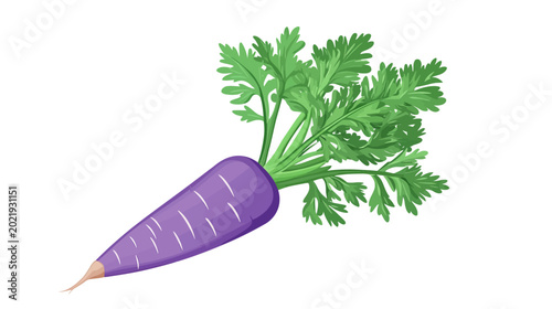 Digital illustration of a purple carrot with green leafy tops