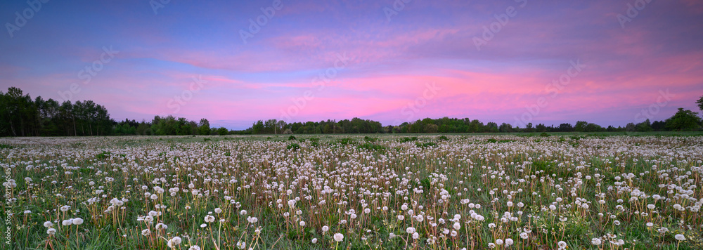 Fototapeta premium Beautiful spring sunrise over field full of dandelions