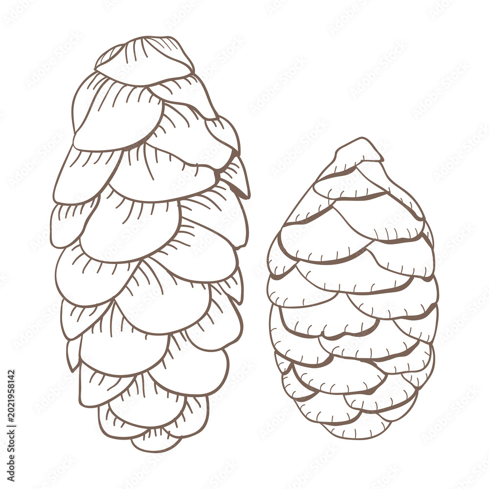 Fototapeta premium Picea glauca pine cone sticker with a white border design element