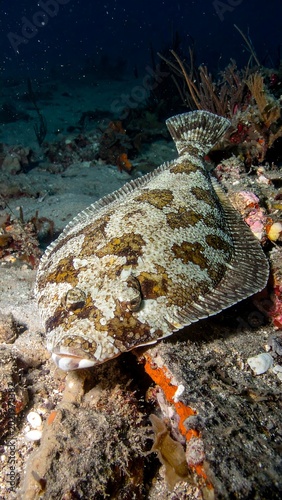 A large flatfish with brown spots rests on a coral reef