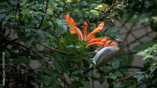 South African birds - a female white-bellied sunbird foraging for nectar on orange flowers in a garden