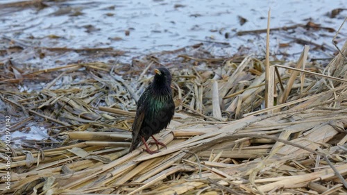 A common starling feeds among coastal vegetation