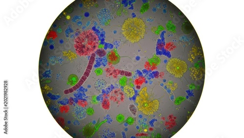 Microscopic exploration reveals a vibrant community of microorganisms under high magnification and