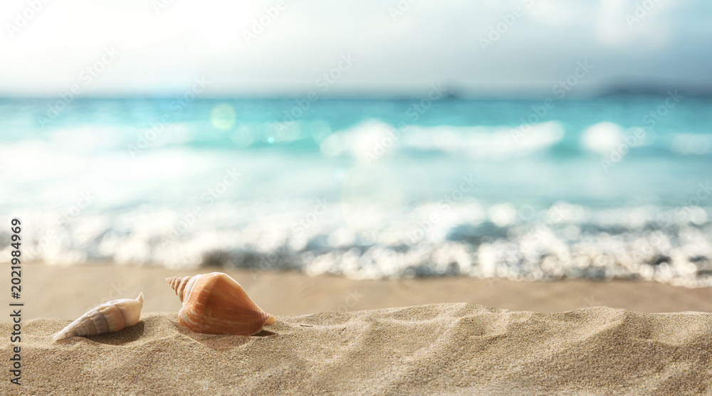 Fototapeta premium Seashells on Sunny Tropical Beach