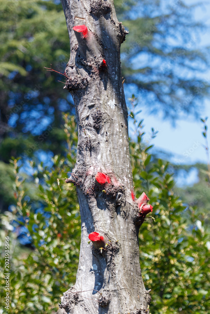 Fototapeta premium Close-up of tree trunk with red sap bleeding from cuts
