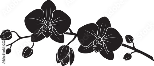 Black and white orchid flowers on a branch with buds vector illustration