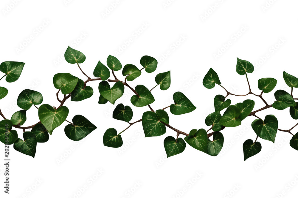 Obraz premium Lush ivy branches with green heart shaped leaves offering natural border on a transparent background