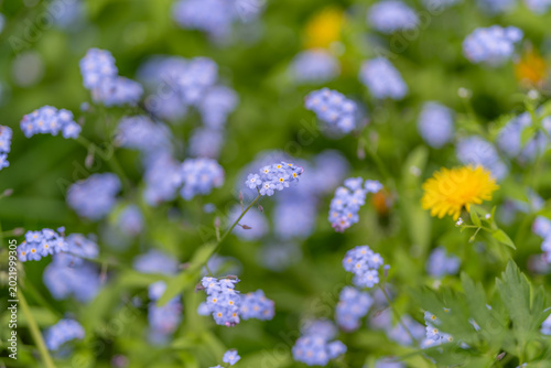 Fotografia Tranquil pastel flower arrangement conveying soothing energy and calmness