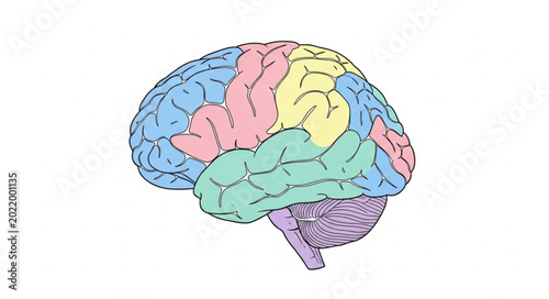 Human Brain Anatomy Labeled with Different Colors.