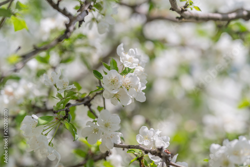 Foto Abundant spring bloom filling entire frame with profuse white petals, lush branc