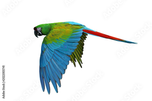 Colorful flying Military Macaw parrot isolated on transparent background png file	